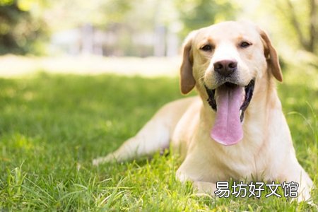 拉布拉多犬好養(yǎng)嗎 養(yǎng)這犬種需要注意這三個(gè)方面問題