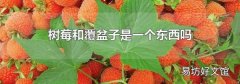 树莓和覆盆子是一个东西吗