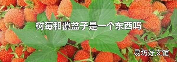 树莓和覆盆子是一个东西吗