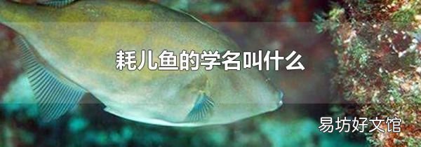 耗儿鱼的学名叫什么