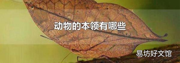 動物的本領(lǐng)有哪些
