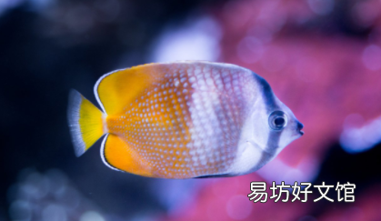 觀賞魚(yú)魚(yú)尾分叉是怎么回事 魚(yú)鰭魚(yú)尾開(kāi)裂是什么病