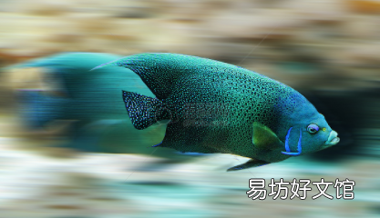 觀賞魚(yú)魚(yú)尾分叉是怎么回事 魚(yú)鰭魚(yú)尾開(kāi)裂是什么病