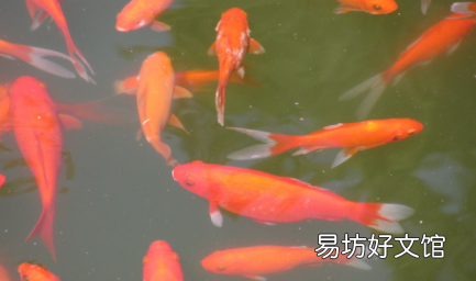 觀賞魚(yú)魚(yú)尾分叉是怎么回事 魚(yú)鰭魚(yú)尾開(kāi)裂是什么病