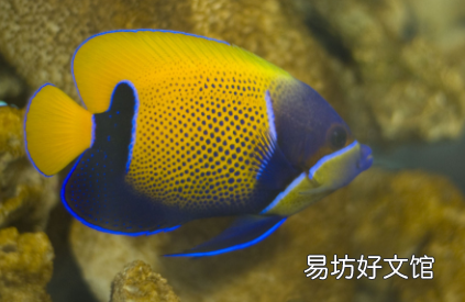 觀賞魚(yú)魚(yú)尾分叉是怎么回事 魚(yú)鰭魚(yú)尾開(kāi)裂是什么病