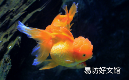 金魚尾巴裂了需要管嗎 金魚尾巴爛成了絲絲會死嗎