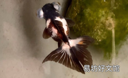 金魚尾巴裂了需要管嗎 金魚尾巴爛成了絲絲會死嗎