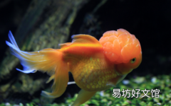金鱼尾巴裂了需要管吗 金鱼尾巴烂成了丝丝会死吗