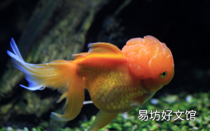 金魚尾巴裂了需要管嗎 金魚尾巴爛成了絲絲會死嗎