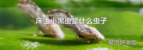 床上小黑虫是什么虫子