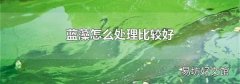 蓝藻怎么处理比较好