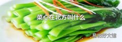 菜心在北方叫什么