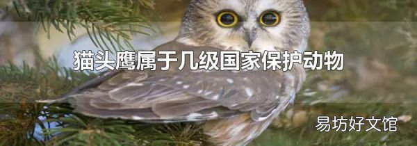 猫头鹰属于几级国家保护动物