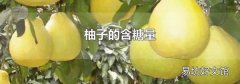 柚子的含糖量