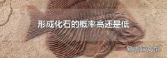 形成化石的概率高还是低