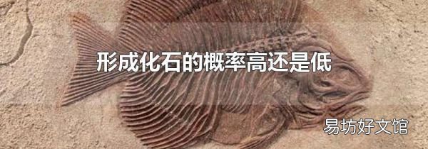 形成化石的概率高還是低