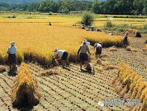 農(nóng)民種地有補(bǔ)貼嗎 為什么農(nóng)民還是不愿意種地