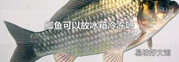 鲫鱼可以放冰箱冷冻吗