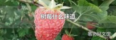 树莓什么味道