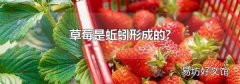 草莓是蚯蚓形成的?