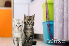 猫猫有异常一定要引起重视 不然会容易得疾病