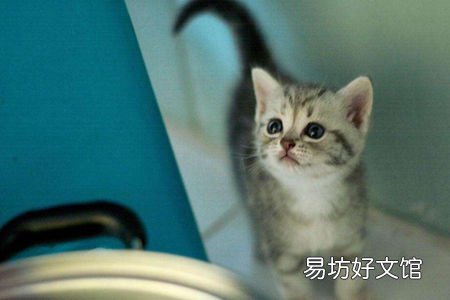 猫猫有异常一定要引起重视 不然会容易得疾病