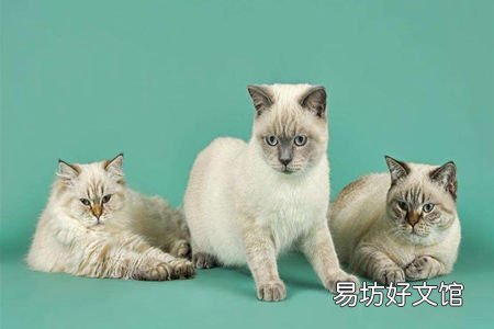 猫犬皮肤病治疗 来了解你宠物得病情况