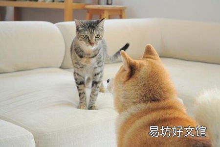 猫犬皮肤病治疗 来了解你宠物得病情况