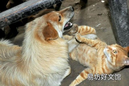 猫犬皮肤病治疗 来了解你宠物得病情况