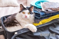 猫咪唇是什么样子 宠物猫嘴唇肿家庭常用补救方案