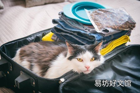 貓咪唇是什么樣子 寵物貓嘴唇腫家庭常用補(bǔ)救方案