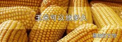 玉米可以放多久
