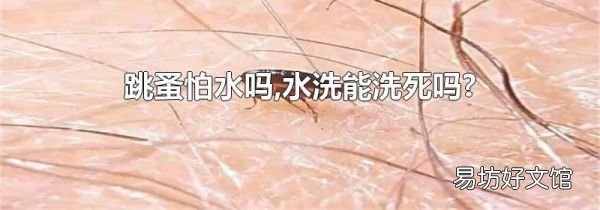 跳蚤怕水吗,水洗能洗死吗?