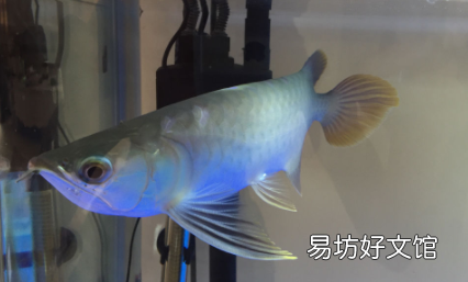 鱼老是跳缸是什么原因 如何防止鱼跳缸