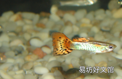 鱼老是跳缸是什么原因 如何防止鱼跳缸