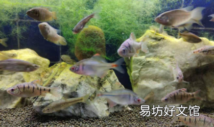 鱼老是跳缸是什么原因 如何防止鱼跳缸